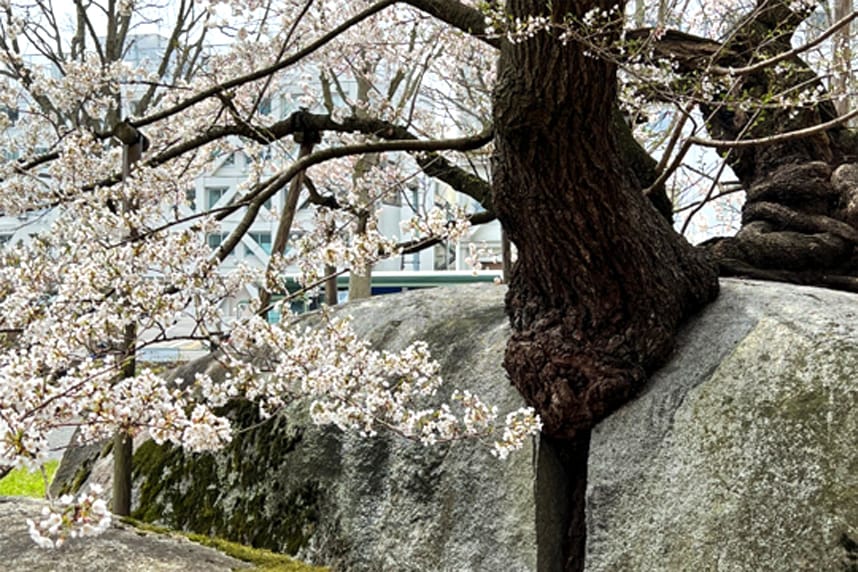 石割桜